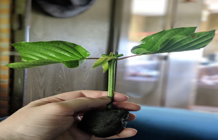 kratom cuttings 