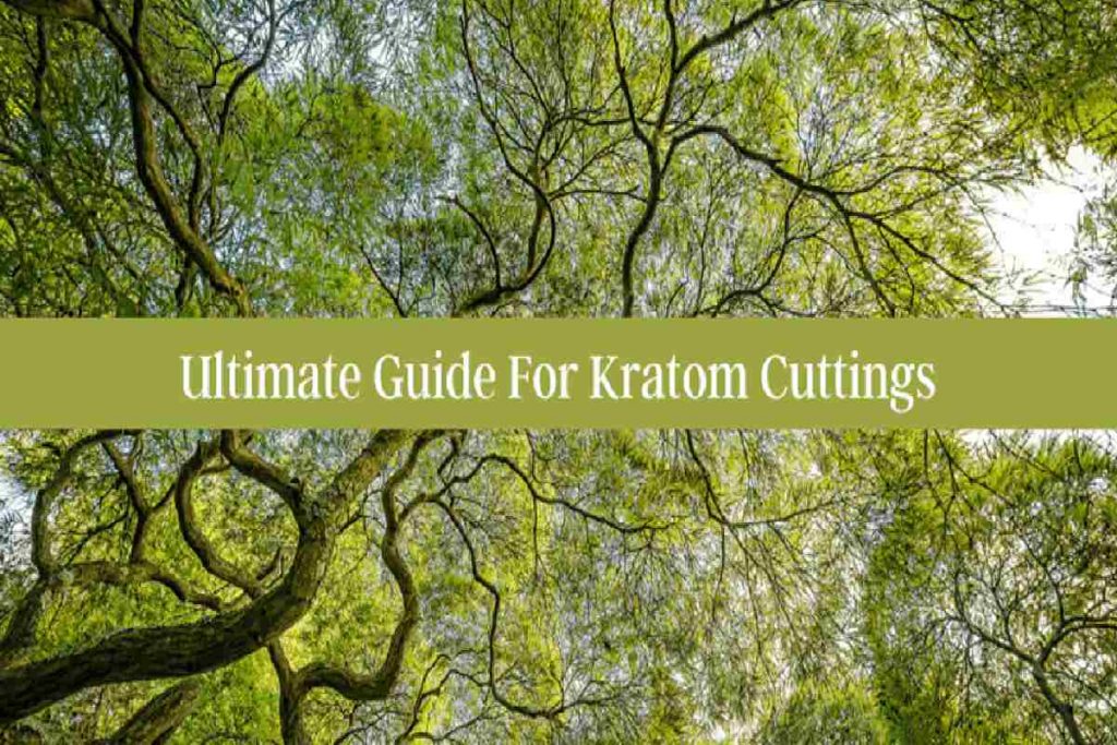 kratom cuttings