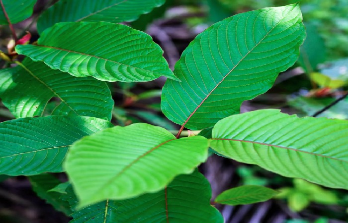 kratom cuttings 