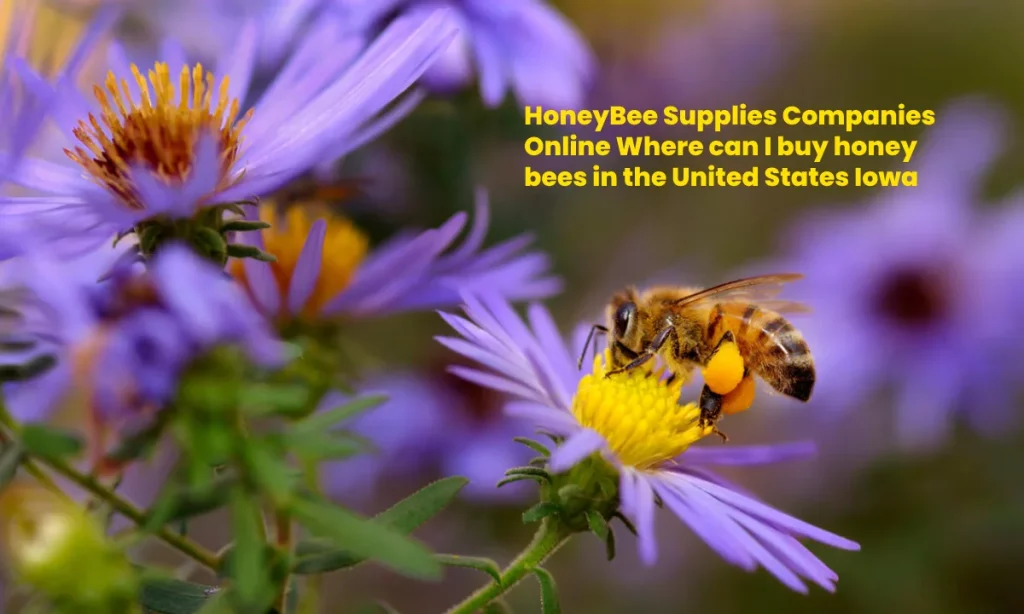 HoneyBee Supplies Companies Online Where can I buy honey bees in the United States Iowa